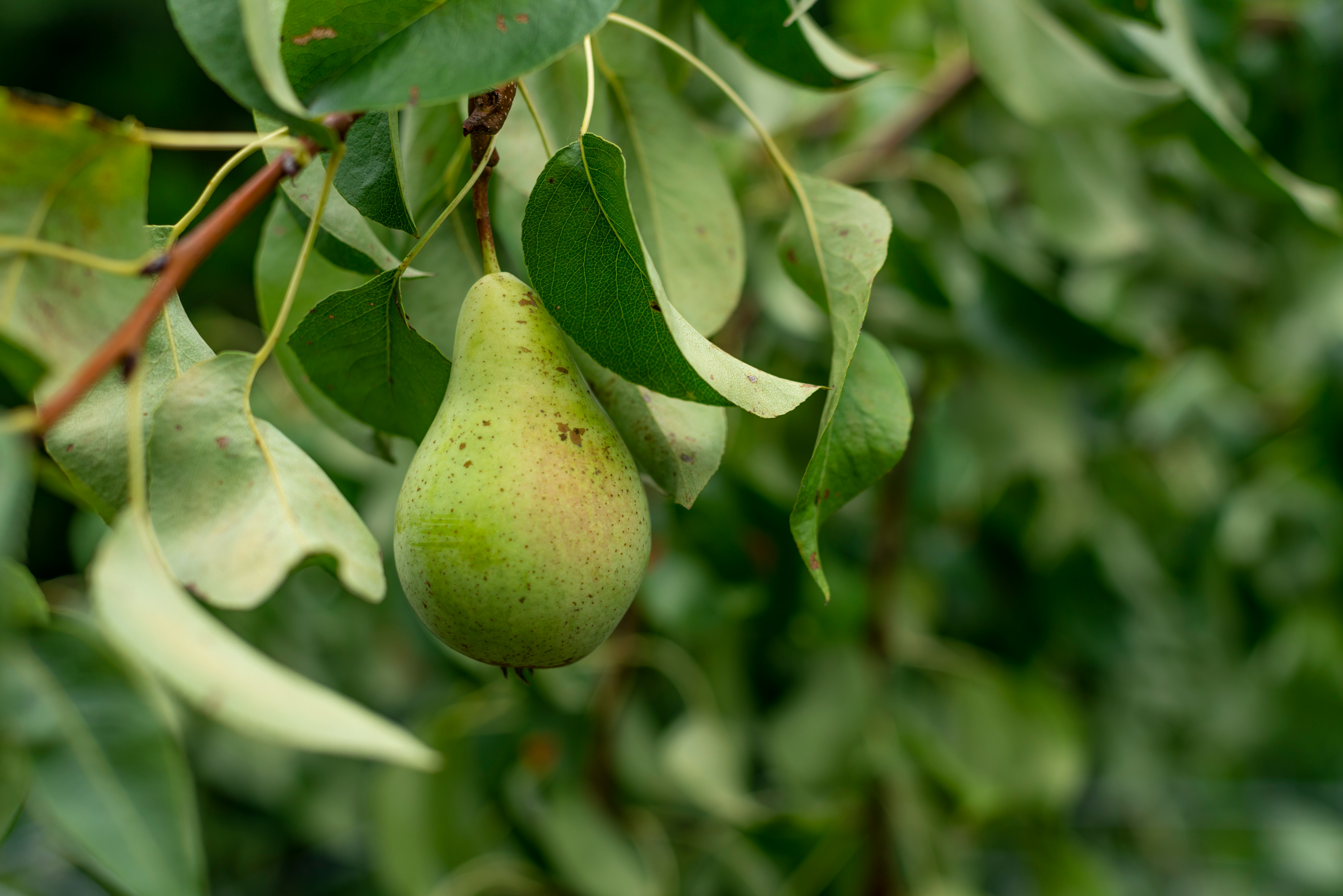Pears